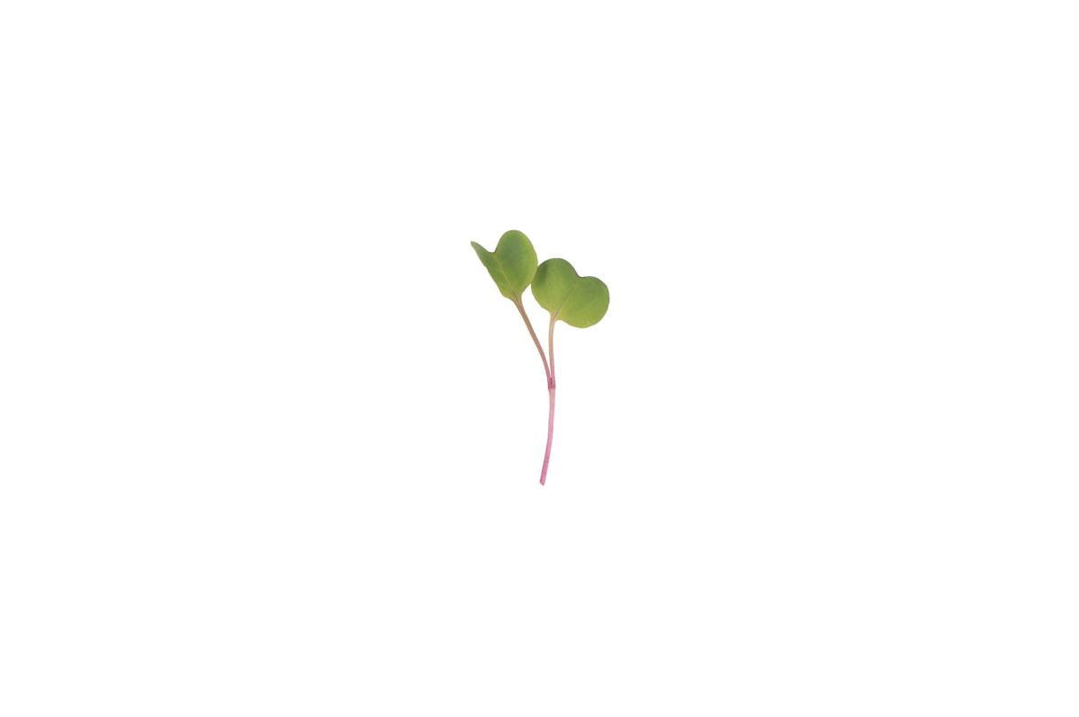 Radish, Purple Stem – Organic Microgreen Seed